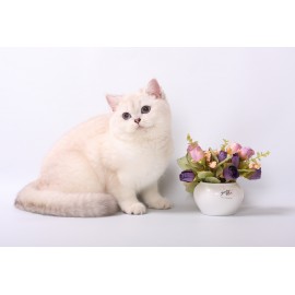 Penelope Holyland